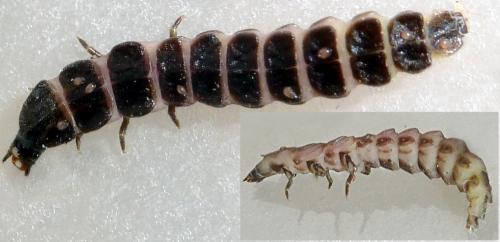 Réf. 201 856 : Phosphaenus hemipterus